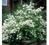 Чубушник (жасмин) Дам Бланш (Dame Blanche) С2
